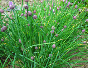 Chives, 0.2 g